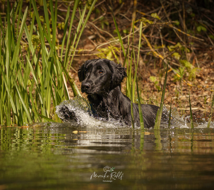 2026-Dogs-Lia-0041040-Bearbeitet-web