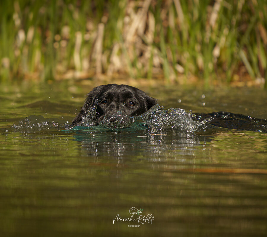 2026-Dogs-Lia-0041075-Bearbeitet-web