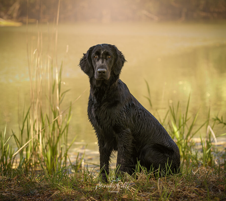 2026-Dogs-Lia-0041958-Bearbeitet-web