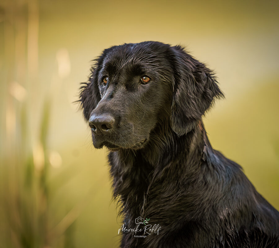 2026-Dogs-Lia-0041972-Bearbeitet-web