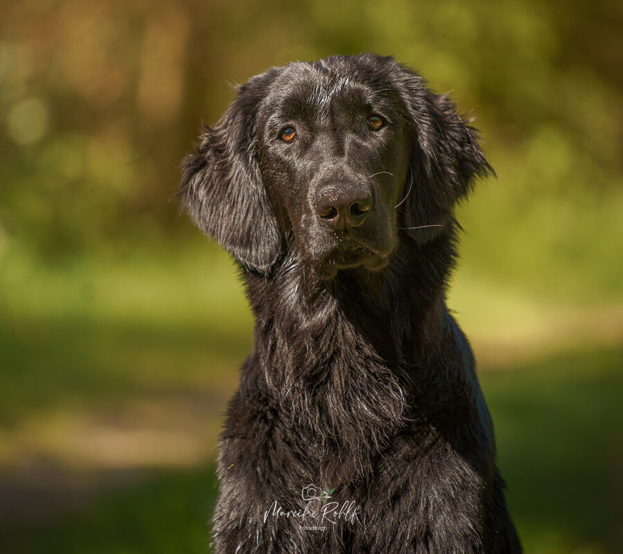 2026-Dogs-Lia-0042045-Bearbeitet-web