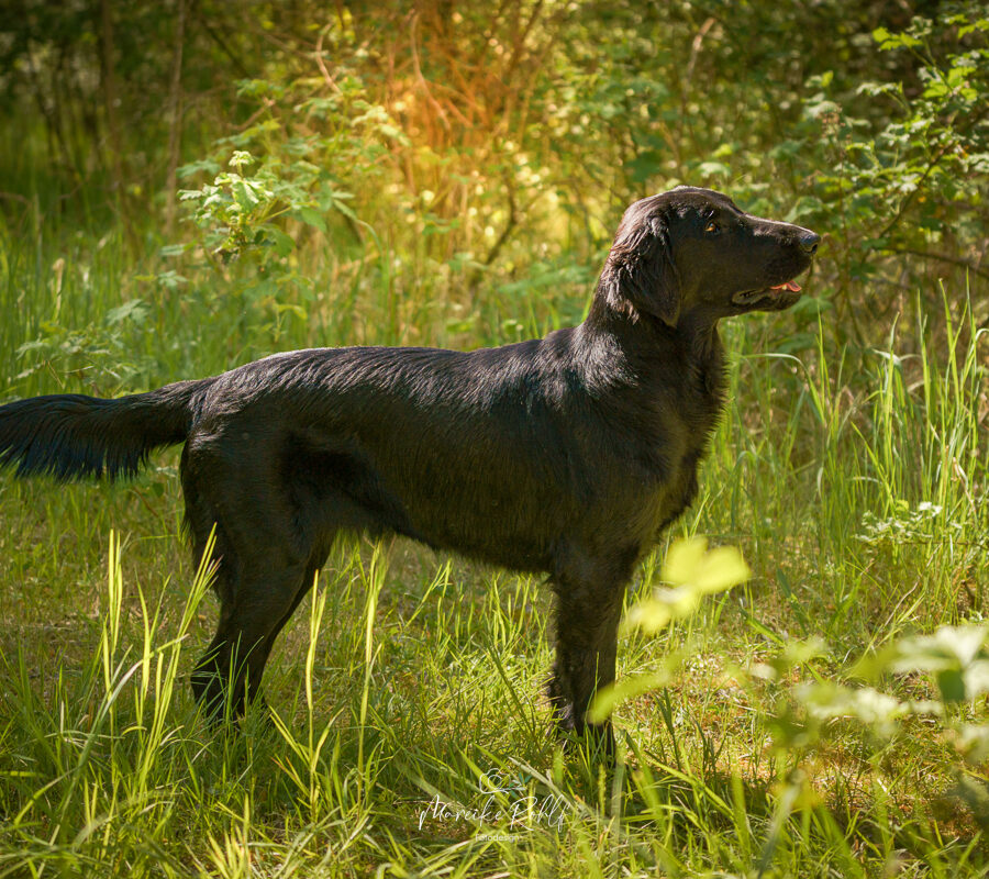 2026-Dogs-Lia-0046648-Bearbeitet-web